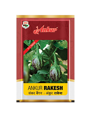 Hy Brinjal Rakesh by Ankur Seeds