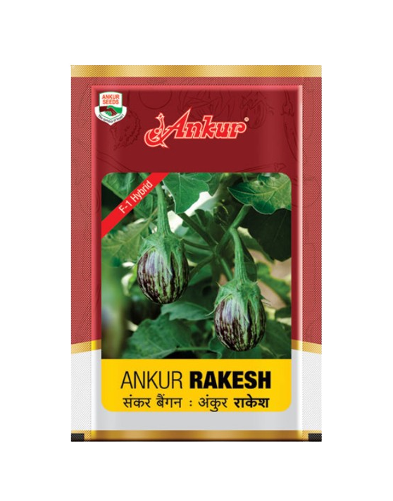 Hy Brinjal Rakesh by Ankur Seeds Hy Brinjal Rakesh by Ankur Seeds