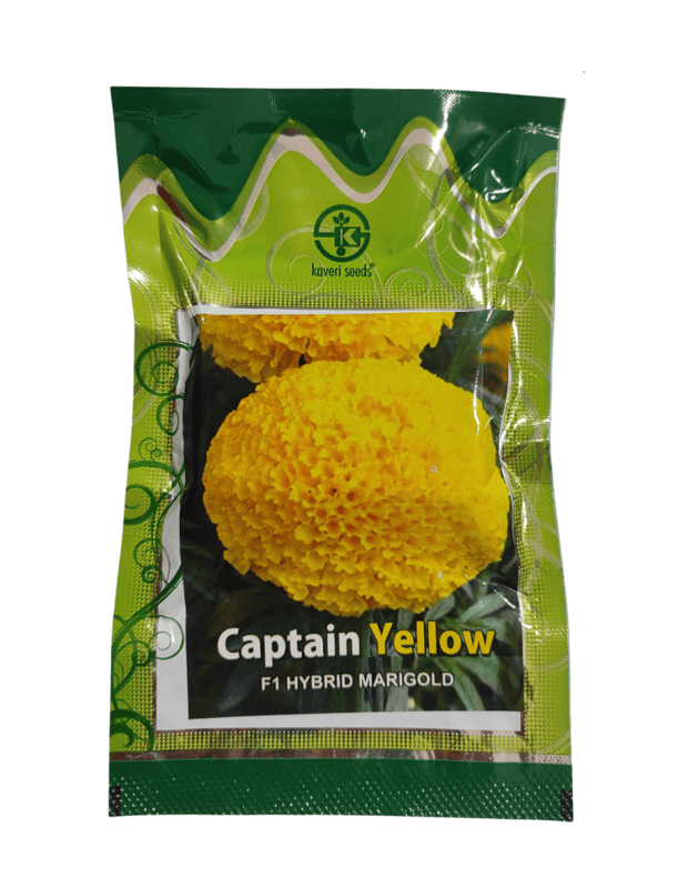 F1 Hybrid Marigold Captain Yellow by Kaveri Seed Company Limited F1 Hybrid Marigold Captain Yellow by Kaveri Seed Company Limited