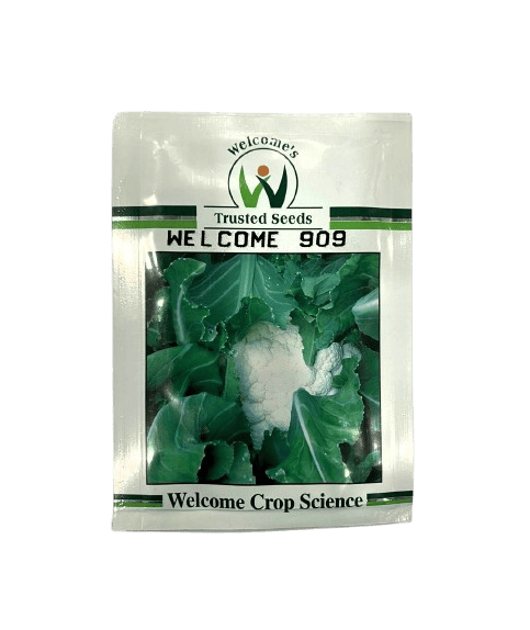 Cauliflower Rustom 909 by Welcome Seeds Cauliflower Rustom 909 by Welcome Seeds