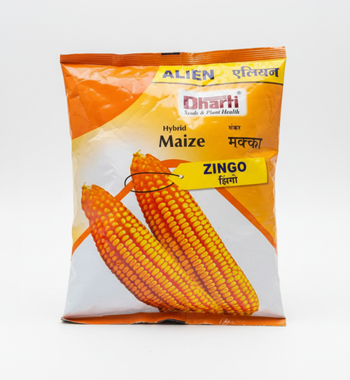 Dharti Seeds Hybrid Maize Zingo | High Yield, Disease Tolerant, Wide Adaptation Dharti Seeds Hybrid Maize Zingo | High Yield, Disease Tolerant, Wide Adaptation