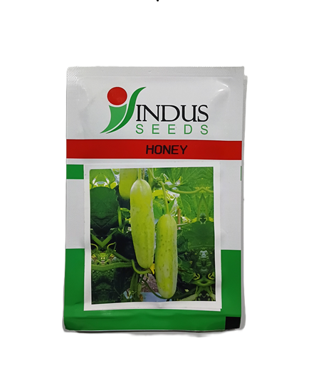 HONEY (HYBRID CUCUMBER) by INDUS SEEDS HONEY (HYBRID CUCUMBER) by INDUS SEEDS