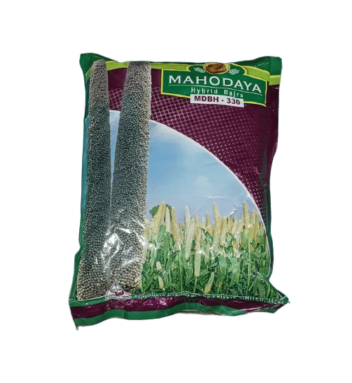 Hybrid Bajara MDBH-330 by Mahodaya Seeds Hybrid Bajara MDBH-330 by Mahodaya Seeds