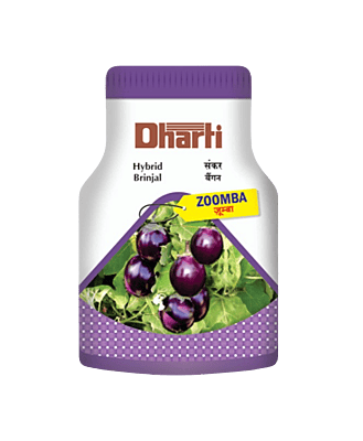 Hybrid Brinjal ZOOMBA by Dharti Seeds