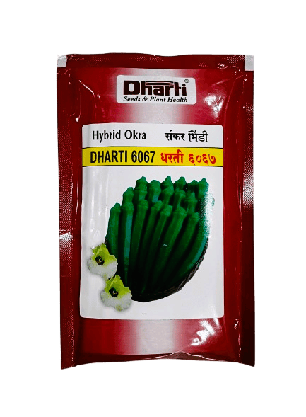 Hybrid DHARTI 6067 by Dharti Seeds Hybrid DHARTI 6067 by Dharti Seeds