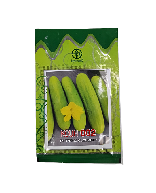 KCUH 002 (F1 HYBRID CUCUMBER) by Kaveri Seed Company Limited KCUH 002 (F1 HYBRID CUCUMBER) by Kaveri Seed Company Limited