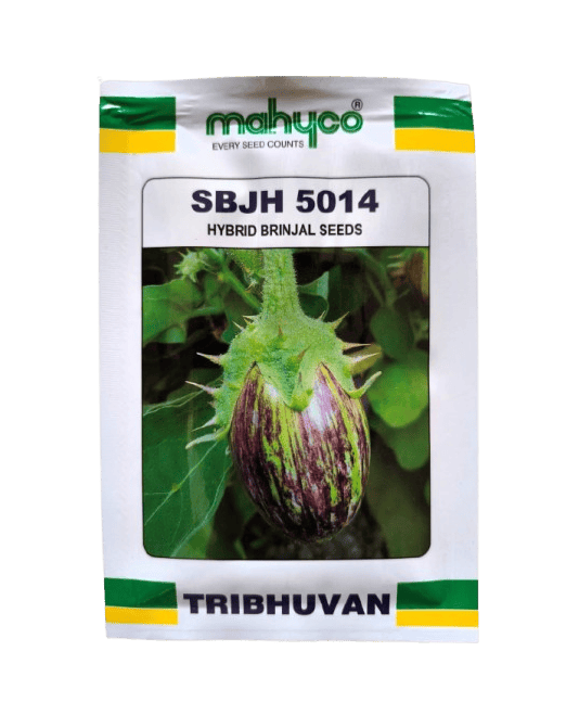 Brinjal seeds SBJH-5014 by Mahyco Brinjal seeds SBJH-5014 by Mahyco
