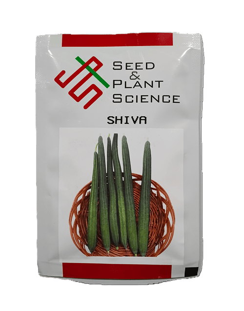 SHIVA (F1 HYBRID RIDGEGOURD) by INDUS SEEDS SHIVA (F1 HYBRID RIDGEGOURD) by INDUS SEEDS