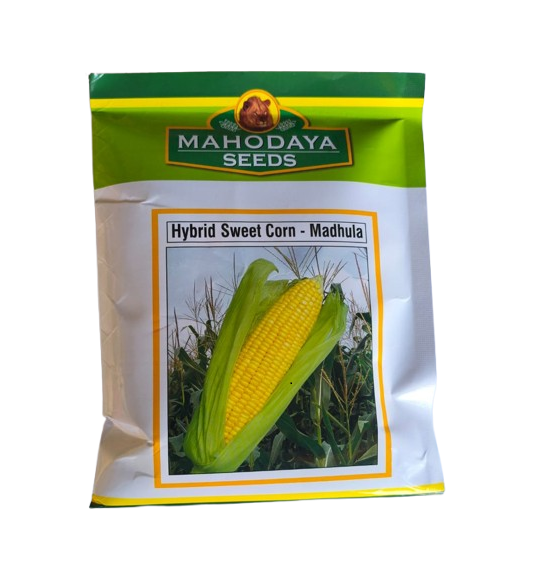 Hybrid Sweet Corn Madhula by Mahodaya Seeds Hybrid Sweet Corn Madhula by Mahodaya Seeds