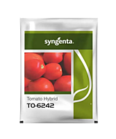 Hybrid Tomato Seeds 6242 by Syngenta | High Yield, Firm & Red Fruits