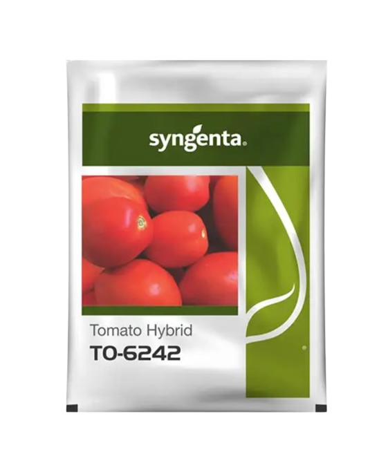 Hybrid Tomato Seeds 6242 by Syngenta Hybrid Tomato Seeds 6242 by Syngenta