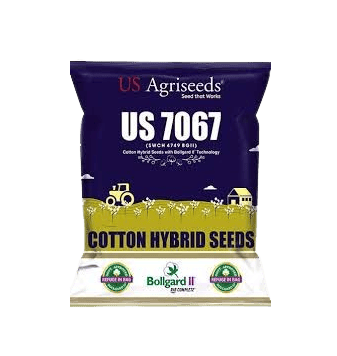 US Hybrid Cotton Seeds 7067 BG II (SWCH 4749 BG II) US Hybrid Cotton Seeds 7067 BG II (SWCH 4749 BG II)