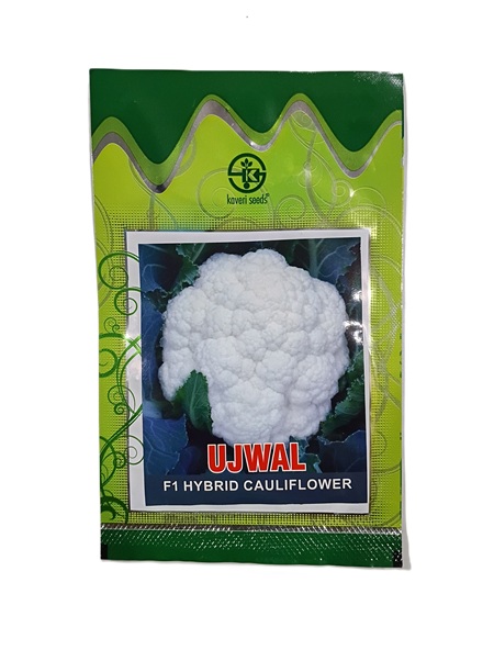 UJWAL (F1 HYBRID CAULIFLOWER) by Kaveri Seed Company Limited UJWAL (F1 HYBRID CAULIFLOWER) by Kaveri Seed Company Limited