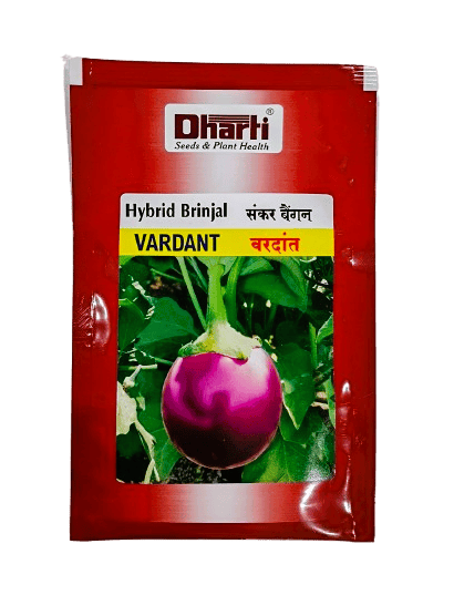 Hybrid Brinjal VARDANT by Dharti Seeds Hybrid Brinjal VARDANT by Dharti Seeds