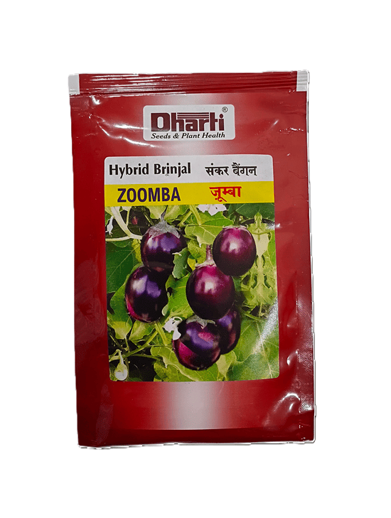 Hybrid Brinjal ZOOMBA by Dharti Seeds Hybrid Brinjal ZOOMBA by Dharti Seeds